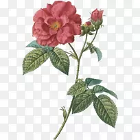 法国玫瑰植物学图解图-孟加拉邮票