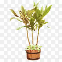 室内植物花盆植物茎草本植物