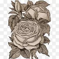 花束玫瑰花设计png图片绘制玫瑰PNG铅笔