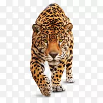 豹虎豹科猎豹-亚马逊热带雨林食物网PNG美洲虎