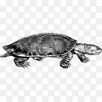 盒形海龟爬行动物常见的龟夹艺术-海龟画PNG线性
