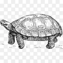 乌龟 爬行动物 绘画
