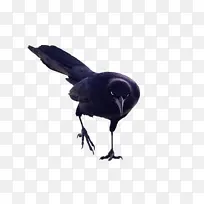 美洲乌鸦 乌鸦 新喀里多尼亚乌鸦
