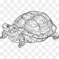 海龟 绘画 线条艺术