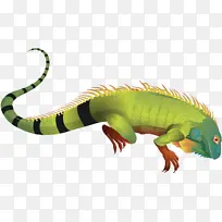 绿色鬣蜥 爬行动物 蜥蜴