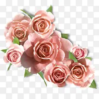 粉色 花园玫瑰 多花玫瑰