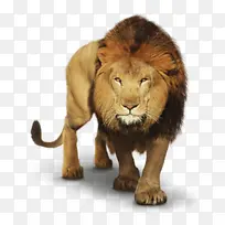 东非狮子 狮子 马赛狮子