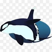 虎鲸 海豚 鲸目动物