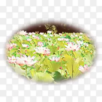 花卉设计 花束 花盆