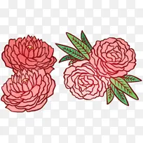 花卉设计 玫瑰科 玫瑰