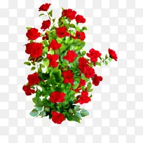 花卉 开花植物 红色