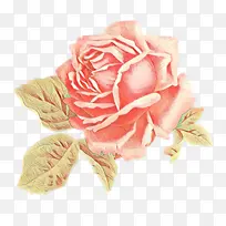 卡通 粉色 花园玫瑰