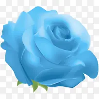 玫瑰 蓝色 蓝色玫瑰