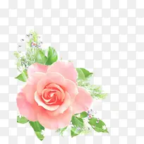 花朵 粉色 玫瑰
