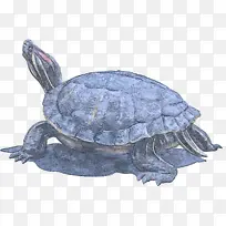 乌龟 池塘龟 爬行动物