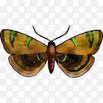 昆虫 蝴蝶 飞蛾和蝴蝶