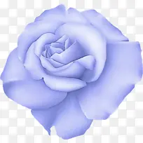 花朵 蓝色 蓝色玫瑰