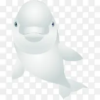 海豚 鲸目动物 白鲸