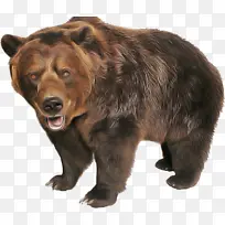 棕熊 熊 灰熊