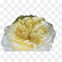 卷心菜玫瑰 黄色 花瓣