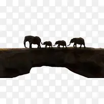 非洲象 印度象 大象