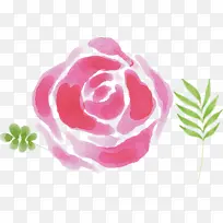 花园玫瑰 玫瑰家族 卷心菜玫瑰