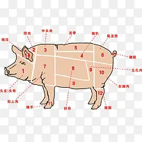 农业畜牧业农家土猪肉分割种类解