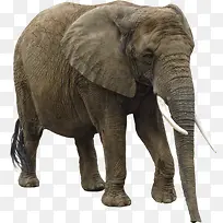 动物图片素材 动物大象
