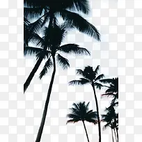 椰子树的剪影