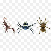 蝎子毒蜘蛛