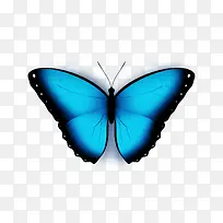 蓝黑色蝴蝶UI图标