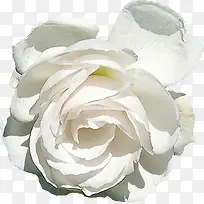 纯白色花朵