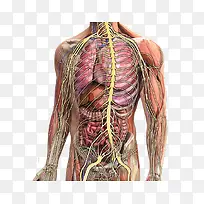 人体躯干内部结构示意图