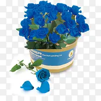 蓝玫瑰，淘宝素材，玫瑰花，情人