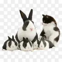 动物矢量图手绘素材 兔子和猫