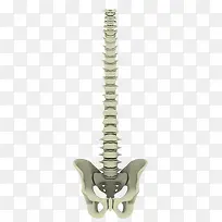 脊椎骨盆关节模型实物