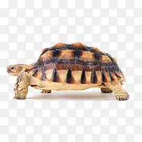 海龟乌龟图片