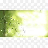 蜘蛛网油画
