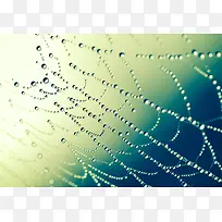 彩色水珠蜘蛛网