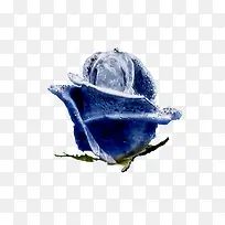 蓝色的冰玫瑰