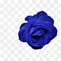 蓝色玫瑰11