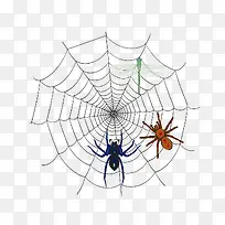 蜘蛛网上的昆虫