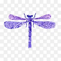 紫色的蜻蜓