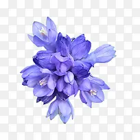 紫色花朵免扣素材