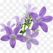 紫色温馨浪漫花朵植物