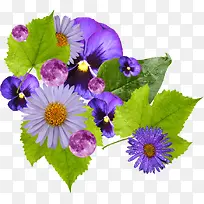 紫色花朵和紫色圆圈