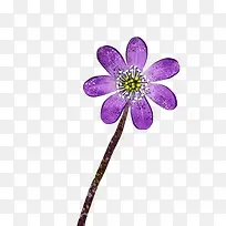 花朵紫色花朵彩绘花朵装饰