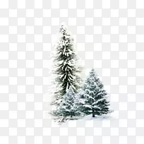 冬季壁纸-冬季松树