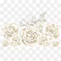 玫瑰花砧木插图-白玫瑰