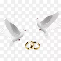 婚礼邀请函剪贴画-鸽子镶嵌戒指